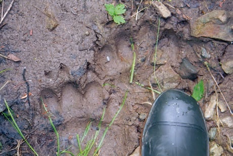 Иллюстрация к книге — В глуши таёжной (сборник) [i_015.jpg]