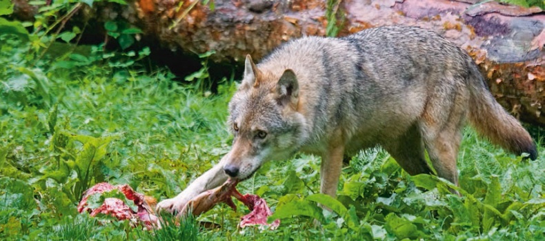 Иллюстрация к книге — В глуши таёжной (сборник) [i_017.jpg]