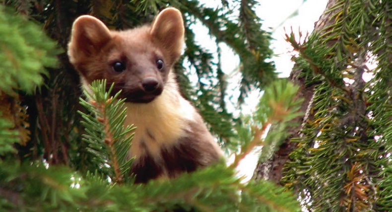 Иллюстрация к книге — В глуши таёжной (сборник) [i_025.jpg]