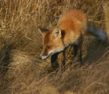 Иллюстрация к книге — В глуши таёжной (сборник) [i_027.jpg]