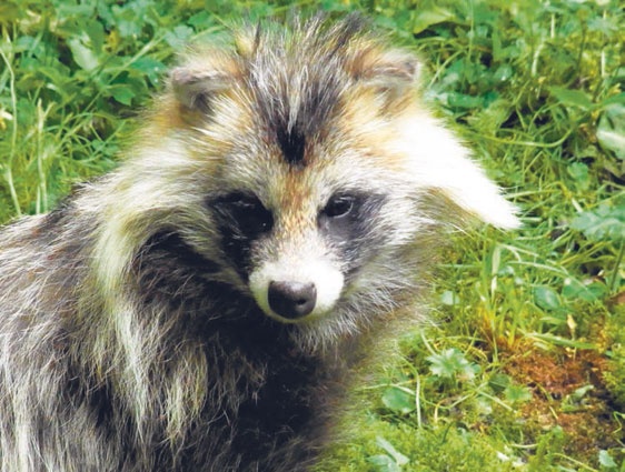 Иллюстрация к книге — В глуши таёжной (сборник) [i_029.jpg]