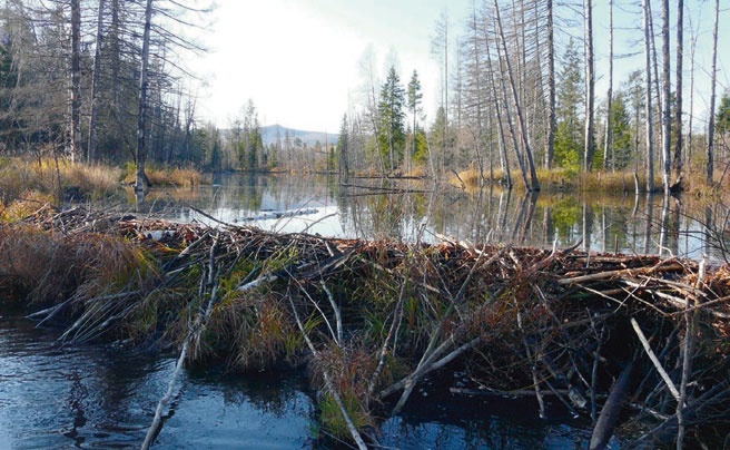 Иллюстрация к книге — В глуши таёжной (сборник) [i_030.jpg]