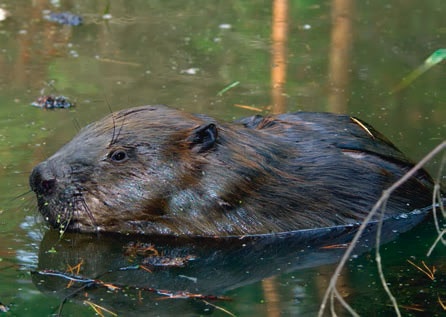 Иллюстрация к книге — В глуши таёжной (сборник) [i_031.jpg]