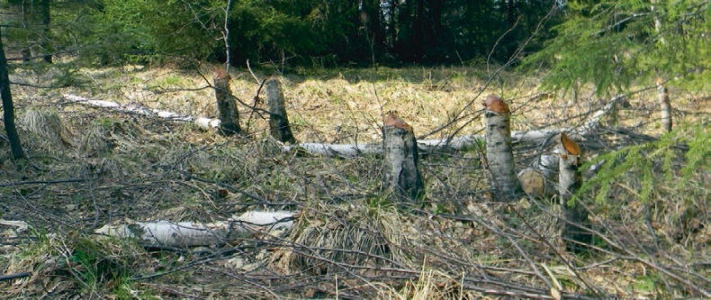 Иллюстрация к книге — В глуши таёжной (сборник) [i_033.jpg]