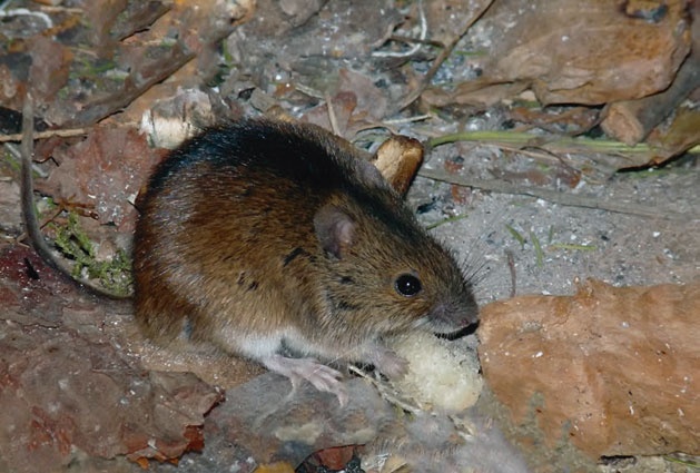 Иллюстрация к книге — В глуши таёжной (сборник) [i_035.jpg]