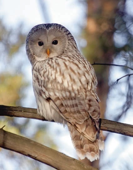 Иллюстрация к книге — В глуши таёжной (сборник) [i_039.jpg]