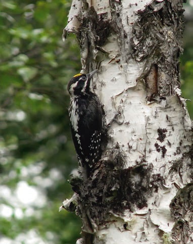 Иллюстрация к книге — В глуши таёжной (сборник) [i_041.jpg]