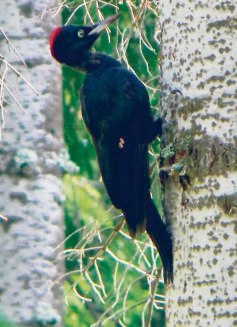 Иллюстрация к книге — В глуши таёжной (сборник) [i_042.jpg]