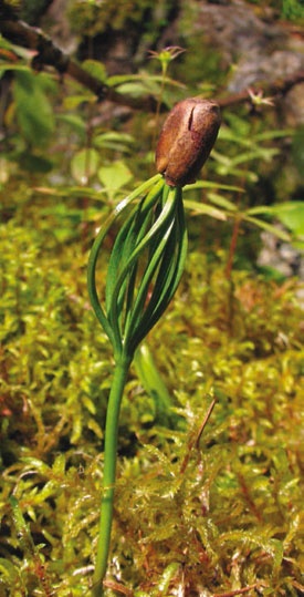 Иллюстрация к книге — В глуши таёжной (сборник) [i_046.jpg]