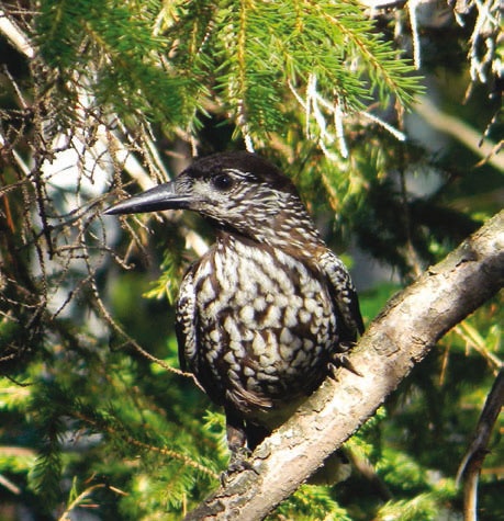 Иллюстрация к книге — В глуши таёжной (сборник) [i_047.jpg]