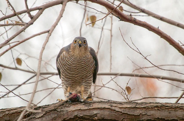 Иллюстрация к книге — В глуши таёжной (сборник) [i_049.jpg]