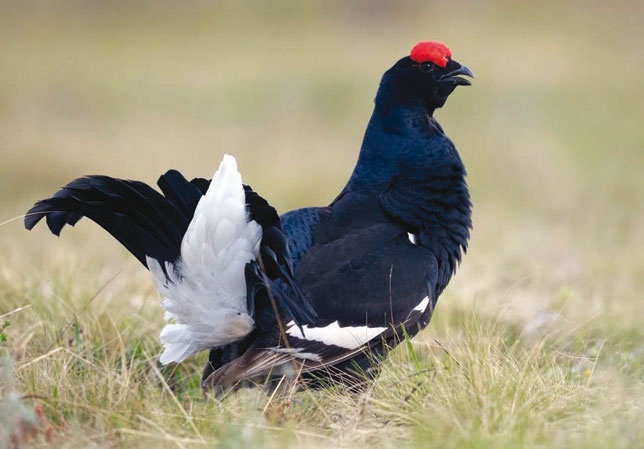 Иллюстрация к книге — В глуши таёжной (сборник) [i_050.jpg]