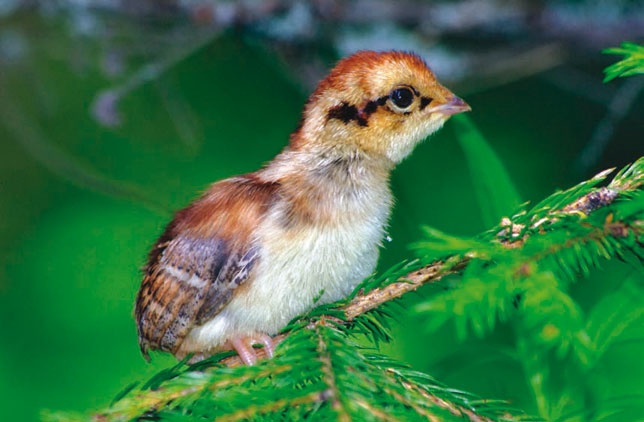 Иллюстрация к книге — В глуши таёжной (сборник) [i_051.jpg]