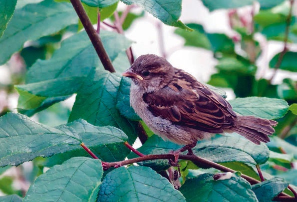 Иллюстрация к книге — В глуши таёжной (сборник) [i_055.jpg]