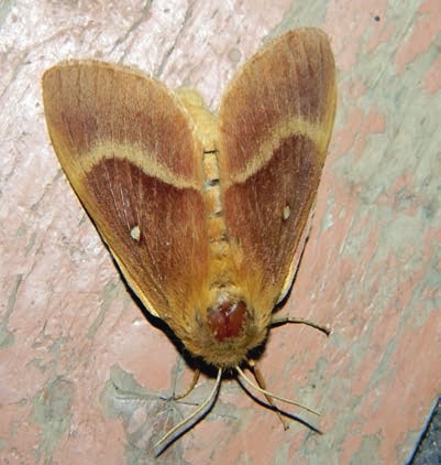 Иллюстрация к книге — В глуши таёжной (сборник) [i_063.jpg]