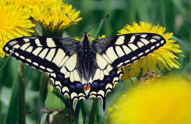 Иллюстрация к книге — В глуши таёжной (сборник) [i_065.jpg]