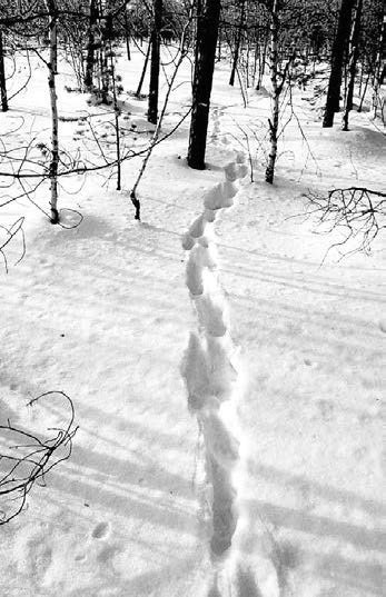 Иллюстрация к книге — В глуши таёжной (сборник) [i_067.jpg]