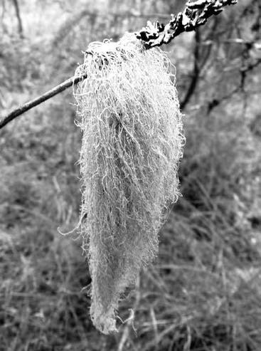 Иллюстрация к книге — В глуши таёжной (сборник) [i_068.jpg]