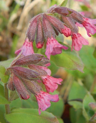 Иллюстрация к книге — В глуши таёжной (сборник) [i_070.jpg]