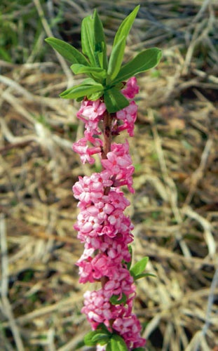 Иллюстрация к книге — В глуши таёжной (сборник) [i_071.jpg]