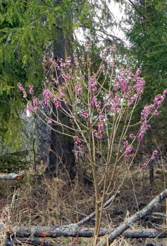 Иллюстрация к книге — В глуши таёжной (сборник) [i_072.jpg]