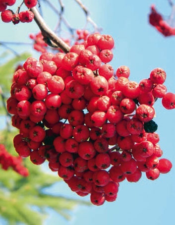 Иллюстрация к книге — В глуши таёжной (сборник) [i_076.jpg]