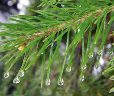 Иллюстрация к книге — В глуши таёжной (сборник) [i_083.jpg]