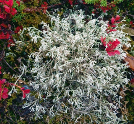 Иллюстрация к книге — В глуши таёжной (сборник) [i_085.jpg]