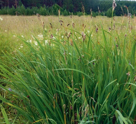 Иллюстрация к книге — В глуши таёжной (сборник) [i_087.jpg]