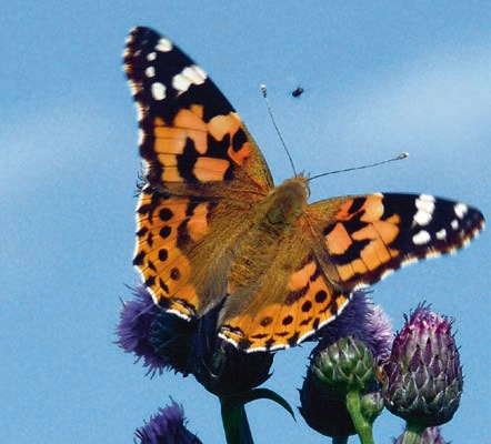 Иллюстрация к книге — В глуши таёжной (сборник) [i_091.jpg]