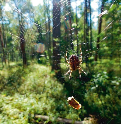 Иллюстрация к книге — В глуши таёжной (сборник) [i_094.jpg]