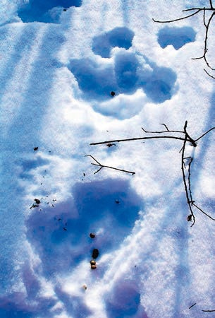 Иллюстрация к книге — В глуши таёжной (сборник) [i_099.jpg]