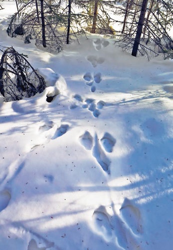 Иллюстрация к книге — В глуши таёжной (сборник) [i_100.jpg]