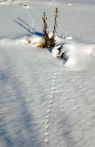 Иллюстрация к книге — В глуши таёжной (сборник) [i_102.jpg]