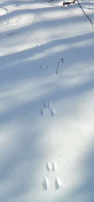 Иллюстрация к книге — В глуши таёжной (сборник) [i_104.jpg]