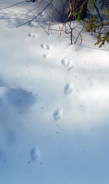 Иллюстрация к книге — В глуши таёжной (сборник) [i_107.jpg]