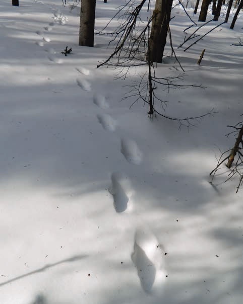 Иллюстрация к книге — В глуши таёжной (сборник) [i_108.jpg]