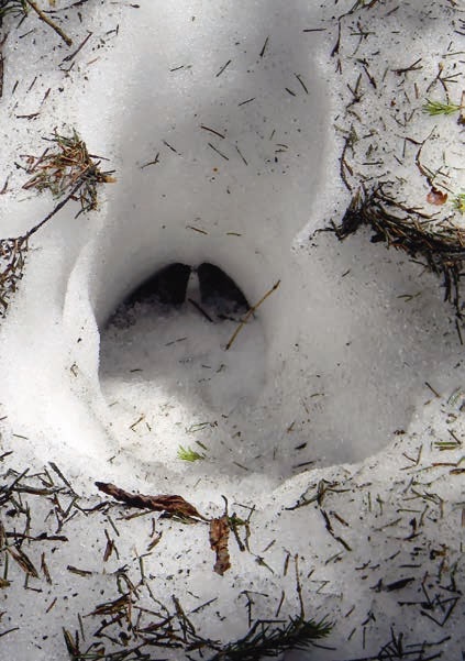 Иллюстрация к книге — В глуши таёжной (сборник) [i_112.jpg]