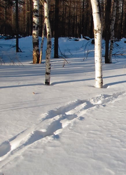 Иллюстрация к книге — В глуши таёжной (сборник) [i_113.jpg]