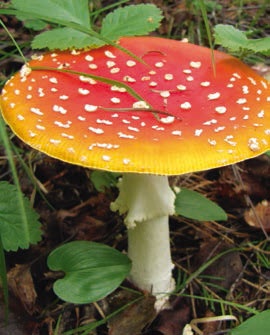 Иллюстрация к книге — В глуши таёжной (сборник) [i_118.jpg]