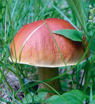 Иллюстрация к книге — В глуши таёжной (сборник) [i_119.jpg]