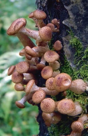 Иллюстрация к книге — В глуши таёжной (сборник) [i_121.jpg]