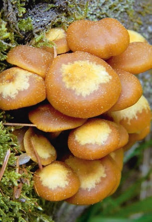 Иллюстрация к книге — В глуши таёжной (сборник) [i_122.jpg]