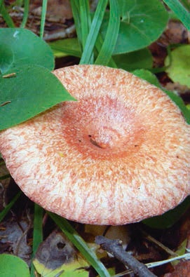 Иллюстрация к книге — В глуши таёжной (сборник) [i_124.jpg]