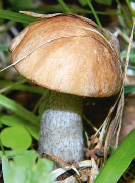 Иллюстрация к книге — В глуши таёжной (сборник) [i_125.jpg]