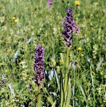 Иллюстрация к книге — В глуши таёжной (сборник) [i_126.jpg]