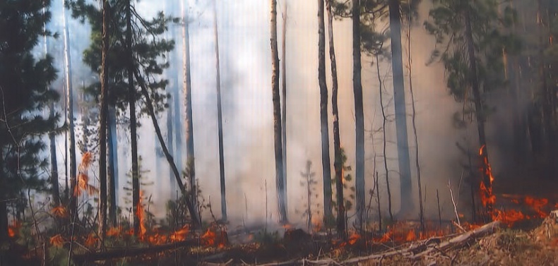 Иллюстрация к книге — В глуши таёжной (сборник) [i_133.jpg]