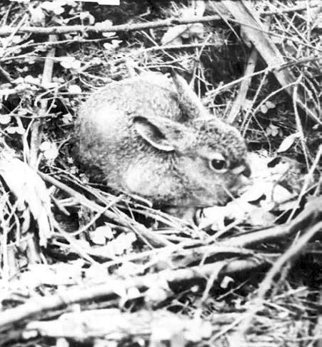 Иллюстрация к книге — В глуши таёжной (сборник) [i_135.jpg]