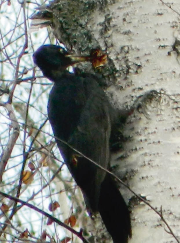 Иллюстрация к книге — В глуши таёжной (сборник) [i_157.jpg]