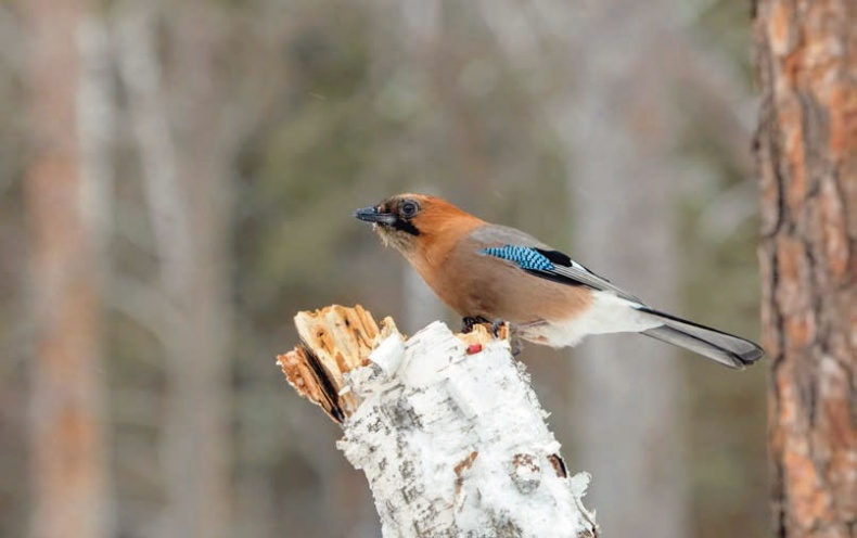 Иллюстрация к книге — В глуши таёжной (сборник) [i_164.jpg]